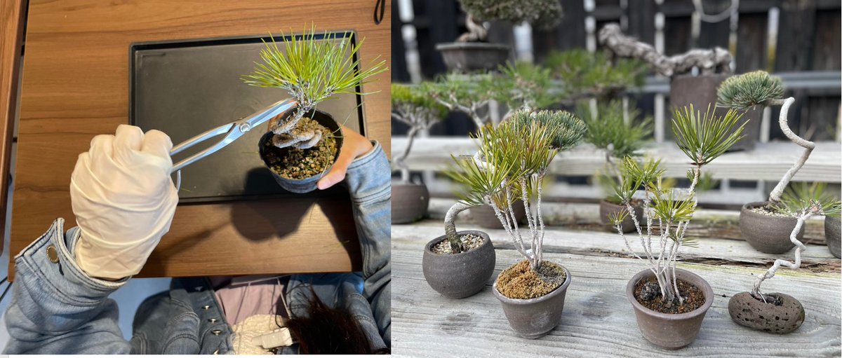 KagawaHaruko's tweet photo. Bonsai barbershop
#setouchitrip #setouchi #travel #japan #tokushima #tourism #kagawa #Bonsai https://t.co/DoTmwWrj11