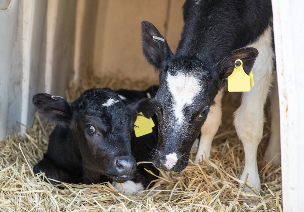 Animals_EFSA's tweet photo. 📣Just published! @EFSA_EU Scientific Opinion on the welfare of #calves is now available. Another step towards better #AnimalWelfare in Europe. 

Read the full scientific output
👉https://t.co/TtgZGnQZoZ  

#Animals4EU #EUFarm2Fork https://t.co/q25l0TuTyg