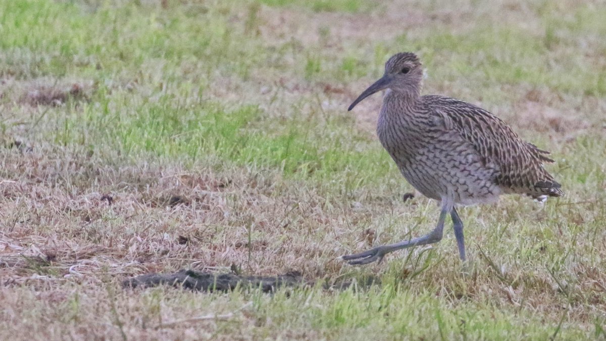 Neal Warnock tweet media