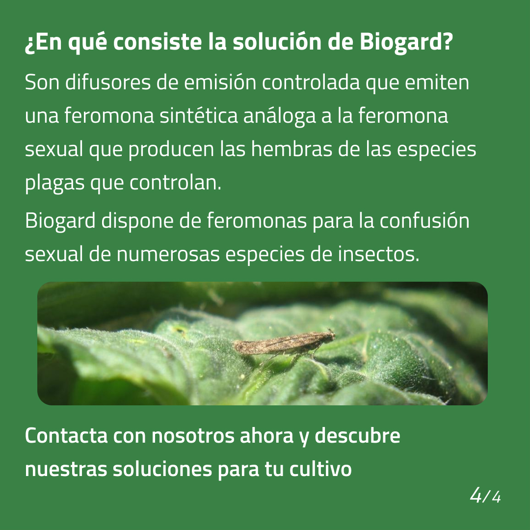 Biogard_Spain's tweet photo. Biogard es líder en la distribución de feromonas para la 𝗰𝗼𝗻𝗳𝘂𝘀𝗶𝗼́𝗻 𝘀𝗲𝘅𝘂𝗮𝗹 de numerosas especies de insectos, 🤔 ¿Sabes cómo funciona este sistema para el 𝗰𝗼𝗻𝘁𝗿𝗼𝗹 𝗱𝗲 𝗽𝗹𝗮𝗴𝗮𝘀? 🌱
#biogard #controldeplagas #confusionsexual  #agriculturaecologica https://t.co/BEmt4DArcY