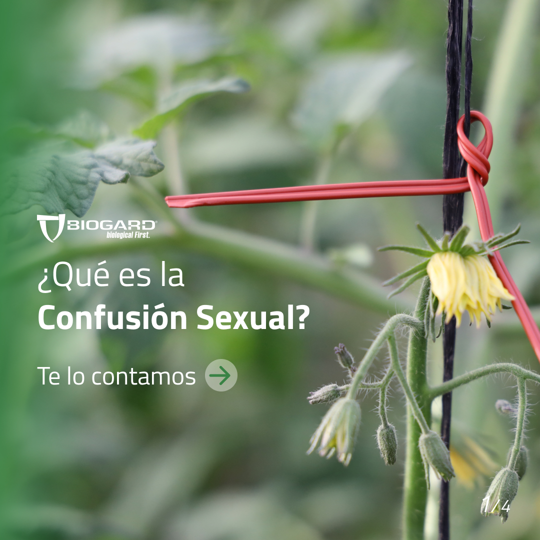 Biogard_Spain's tweet photo. Biogard es líder en la distribución de feromonas para la 𝗰𝗼𝗻𝗳𝘂𝘀𝗶𝗼́𝗻 𝘀𝗲𝘅𝘂𝗮𝗹 de numerosas especies de insectos, 🤔 ¿Sabes cómo funciona este sistema para el 𝗰𝗼𝗻𝘁𝗿𝗼𝗹 𝗱𝗲 𝗽𝗹𝗮𝗴𝗮𝘀? 🌱
#biogard #controldeplagas #confusionsexual  #agriculturaecologica https://t.co/BEmt4DArcY