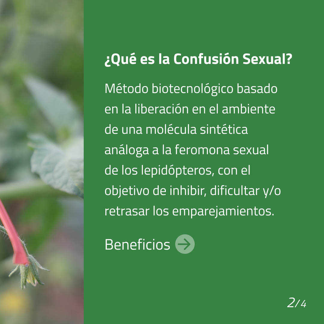 Biogard_Spain's tweet photo. Biogard es líder en la distribución de feromonas para la 𝗰𝗼𝗻𝗳𝘂𝘀𝗶𝗼́𝗻 𝘀𝗲𝘅𝘂𝗮𝗹 de numerosas especies de insectos, 🤔 ¿Sabes cómo funciona este sistema para el 𝗰𝗼𝗻𝘁𝗿𝗼𝗹 𝗱𝗲 𝗽𝗹𝗮𝗴𝗮𝘀? 🌱
#biogard #controldeplagas #confusionsexual  #agriculturaecologica https://t.co/BEmt4DArcY