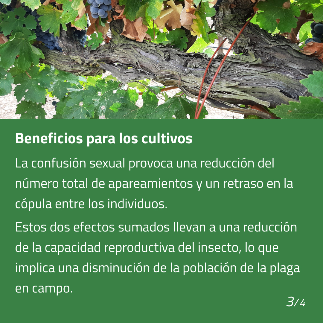 Biogard_Spain's tweet photo. Biogard es líder en la distribución de feromonas para la 𝗰𝗼𝗻𝗳𝘂𝘀𝗶𝗼́𝗻 𝘀𝗲𝘅𝘂𝗮𝗹 de numerosas especies de insectos, 🤔 ¿Sabes cómo funciona este sistema para el 𝗰𝗼𝗻𝘁𝗿𝗼𝗹 𝗱𝗲 𝗽𝗹𝗮𝗴𝗮𝘀? 🌱
#biogard #controldeplagas #confusionsexual  #agriculturaecologica https://t.co/BEmt4DArcY