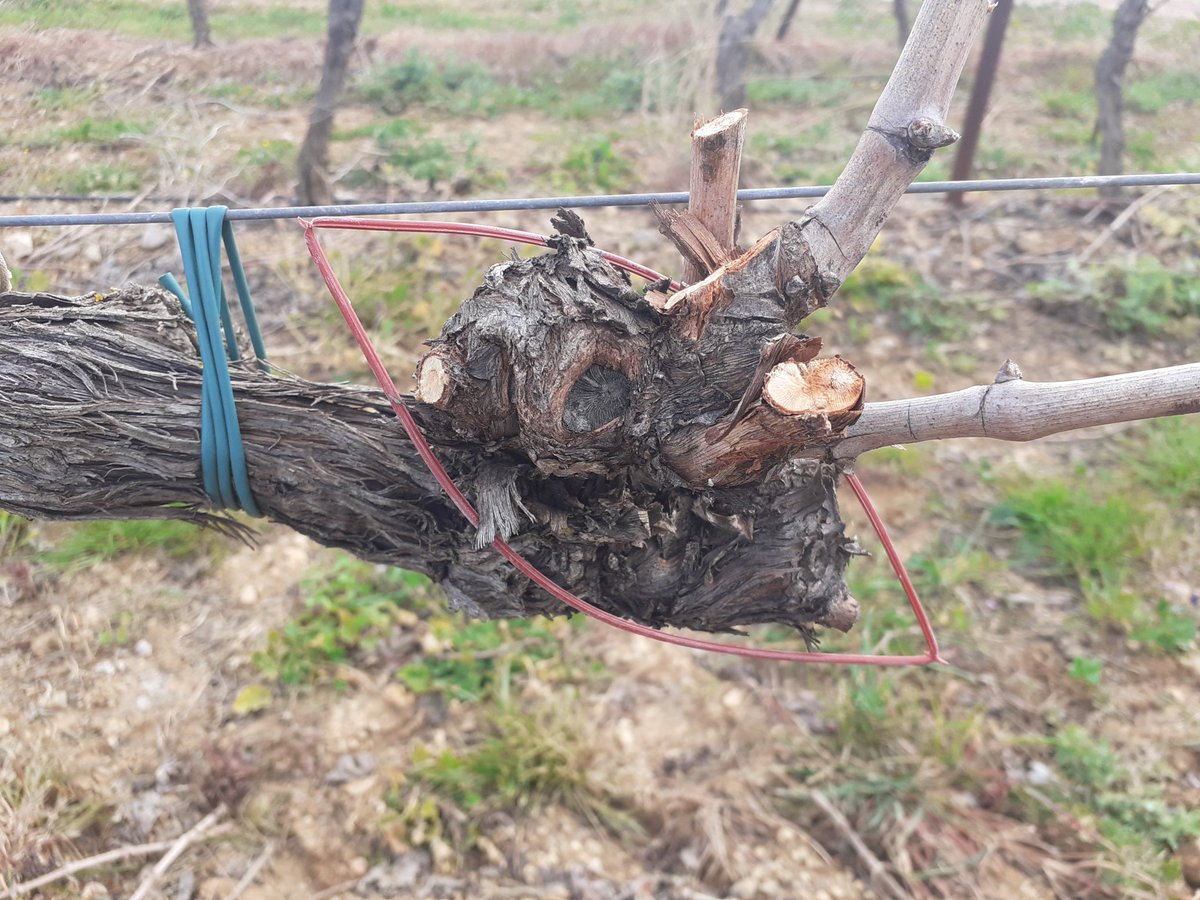 JNDODANE's tweet image. Salut les Twitwis, en attendant le #jeudivigne, on pose la #confusionsexuelle #peris #biocontrole