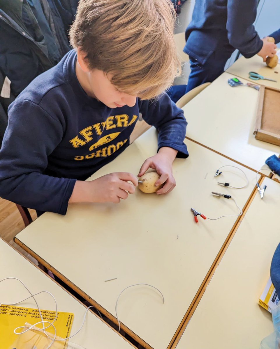 ColegioAfuera's tweet photo. ¿Sabes qué obtienes si juntas a unos alumnos de 5º de primaria, unos cables y unas patatas 🤔? ¡Luz 💡! 5º ha conseguido encender una bombilla LED con tan solo patatas como fuente de energía 🥔. Who knew! Todas sus fotos ya en fototeca 📷. #labpractice #science #primary #colegio https://t.co/DZyQ5g2G7l