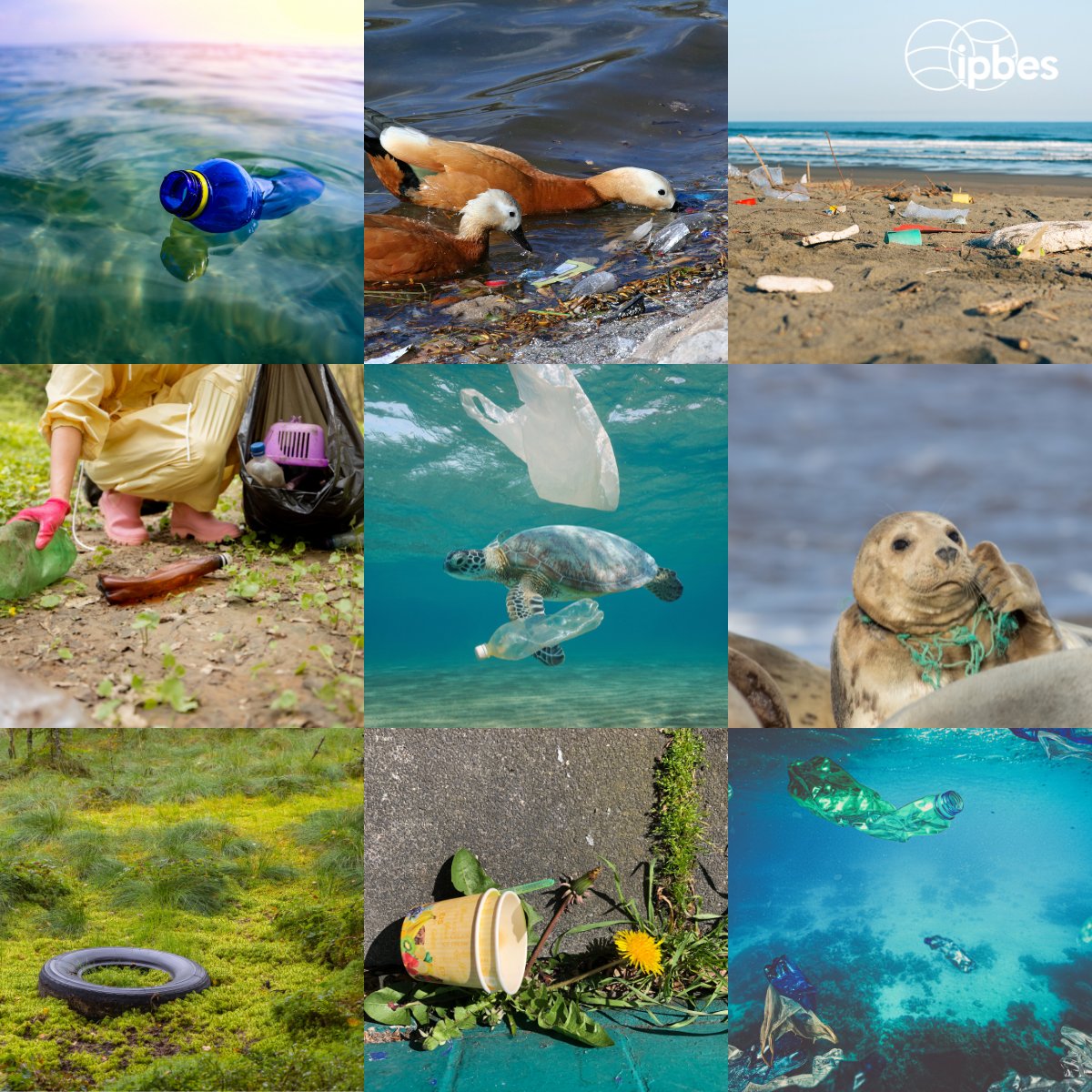 Today is the 1st ever #ZeroWasteDay! According to the @ipbes #GlobalAssessment, pollution is one of the 5 main direct drivers of #biodiversity loss.🐢 Find out what the day is all about and how you can take action to #FightPollution 👉un.org/en/observances…