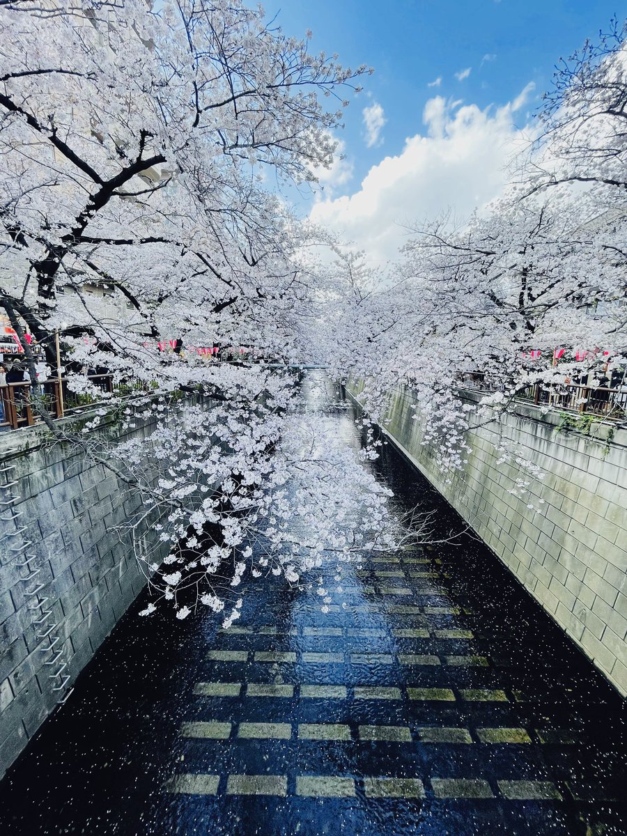 「資料としても写真撮っておきたくて、中目黒の桜祭りに行ってきました(^。^)満開!」|桜日梯子のイラスト
