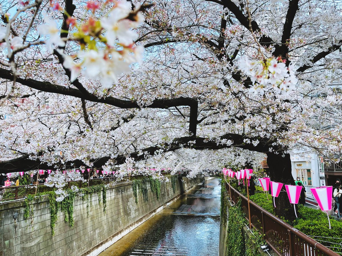 「資料としても写真撮っておきたくて、中目黒の桜祭りに行ってきました(^。^)満開!」|桜日梯子のイラスト