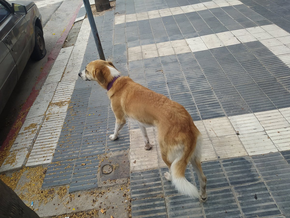 Perra perdida por #nuevacordoba <a href="/NvaCbaNoticias/">Córdoba alerta</a> <a href="/nuevacordobaok/">nuevacordoba</a> no se deja agarrar. Zona paseo del buen pastor, Yrigoyen