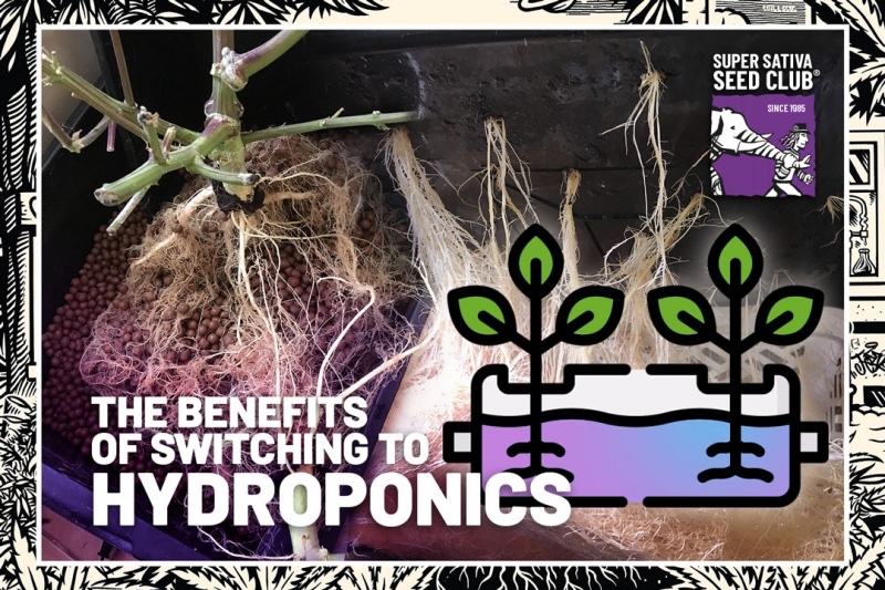 The Benefits of Switching to Hydroponics
Read the full article here: supersativaseedclub.com/blog/p--the-be…

#supersativaseedclub #sssc #cannabisculture #CannabisCommunity #cannabisgrowers #growcannabis #hydroponics #deepwaterculture #growtips