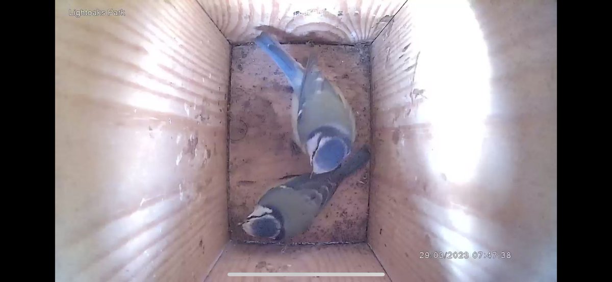 lightoakspark's tweet image. We have noticed lots more action in the blue tit nest box these last few days! We even managed to spot both parents in the box at the same time :)