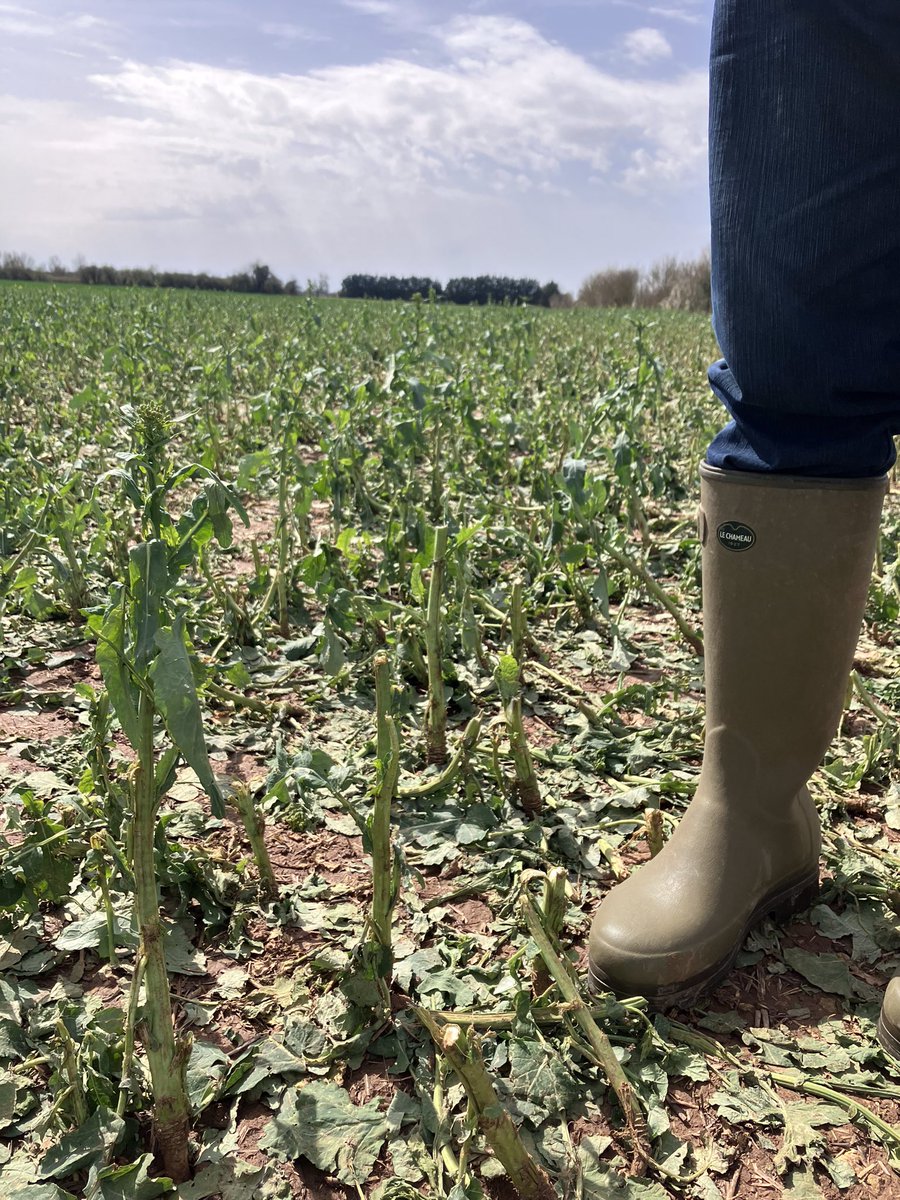 TrofimLyssenko's tweet photo. Photos de mes agents du FSB à St Soline après ce week end. @EELV, @lessoulevements, @ConfPaysanne, @lacgt ont laissé les terres souillés de détritus brûlés (plastiques, parapluies. Raquettes,…) des cultures détruites. Bref un chaos écologique. Bravo mes lyssenkistes !!! https://t.co/PJUTJVzA2Z