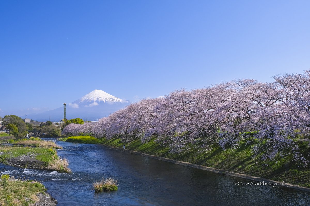 桜と富士山 今朝撮影したばかりの富士山です。 すっきりと晴れて清々しい朝でした。 偶然、左1/3くらいの右岸に女性がいて桜の大きさがわかります。