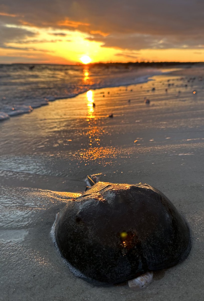 #sunset #sunsetphotography #sunsetlovers #horseshoecrab