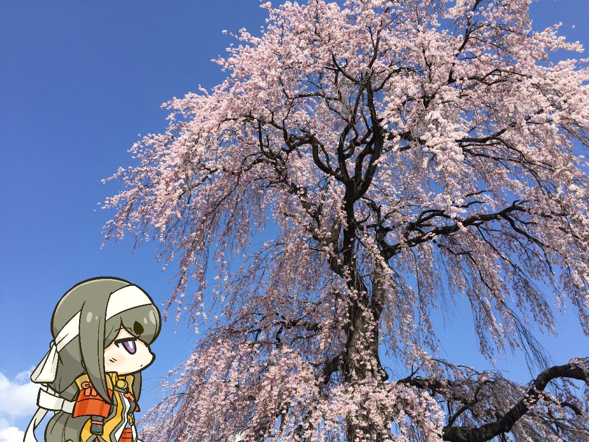 「日中 城掘川沿いを通ったら枝垂れ桜が見事に花を付けておったぞ 」|小松姫@信之・小松姫プロジェクト【十周年】のイラスト