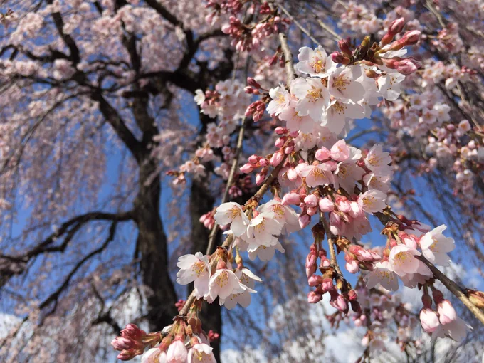 日中 城掘川沿いを通ったら枝垂れ桜が見事に花を付けておったぞ 