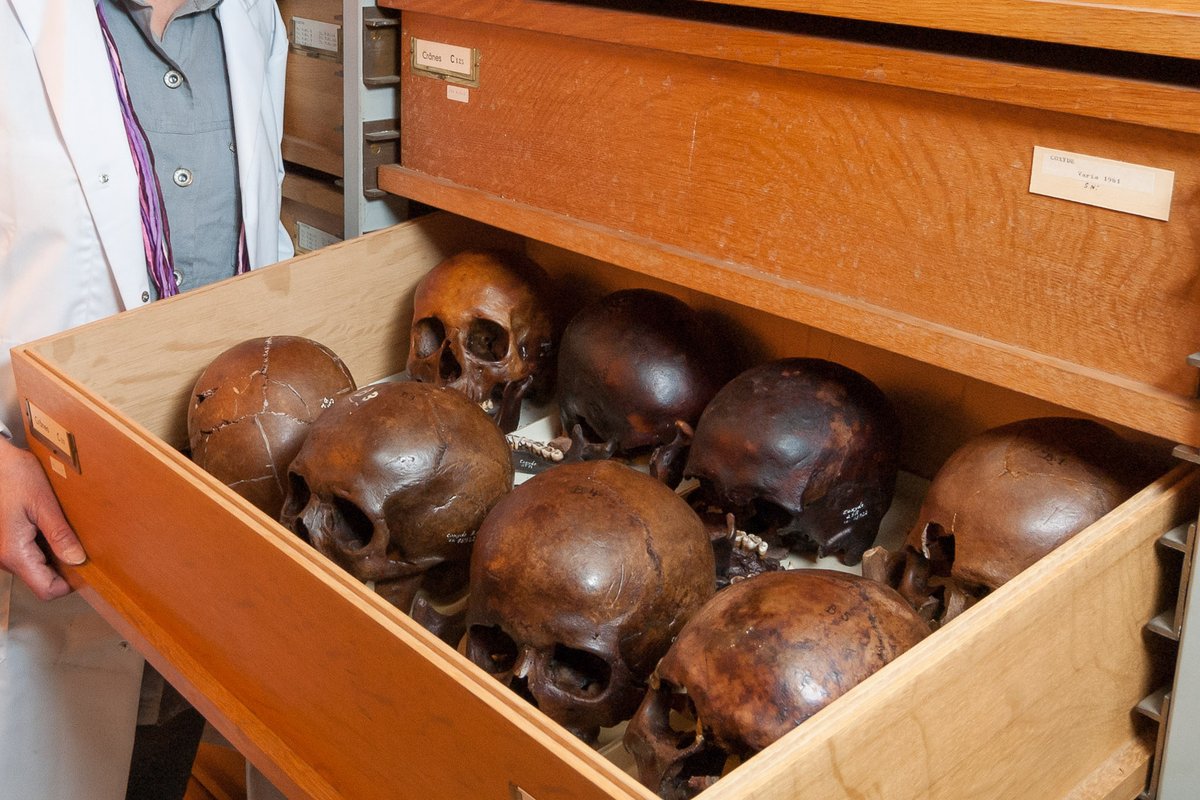 nat_sciences_be's tweet image. Het HOME-onderzoeksproject beveelt de repatriëring aan van menselijke resten uit voormalige Belgische kolonies én de oprichting van een centraal aanspreekpunt 👉naturalsciences.be/nl/news/item/2… #restitutie #repatriëring 
[foto: schedels van middeleeuwse begraafplaats abdij Koksijde]