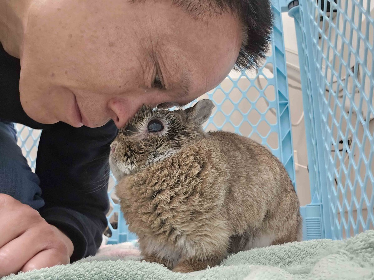 SmallPetSelect's tweet image. Some decisions are harder than others. When it comes to Abigail’s life... there is only one right answer. 

smallpetselect.com/through-abigai… 

#smallpetselect #throughabigailseyes #abigailtherabbitnovelist #thymoma #treatment #vetcare