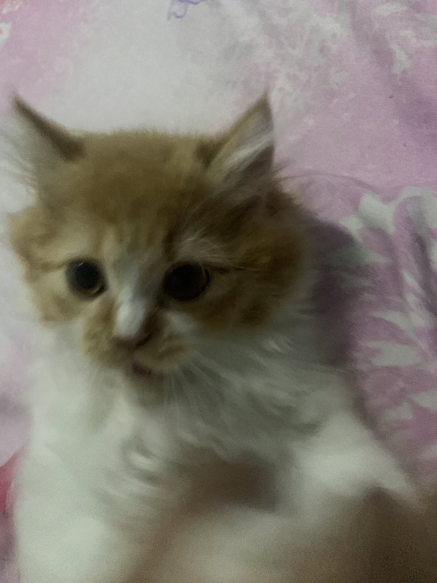 dddddddanz's tweet photo. @kochengfs Hai ocil , salam kenal dari Fatimah yg suka nge reog https://t.co/BVFfQyNtGC