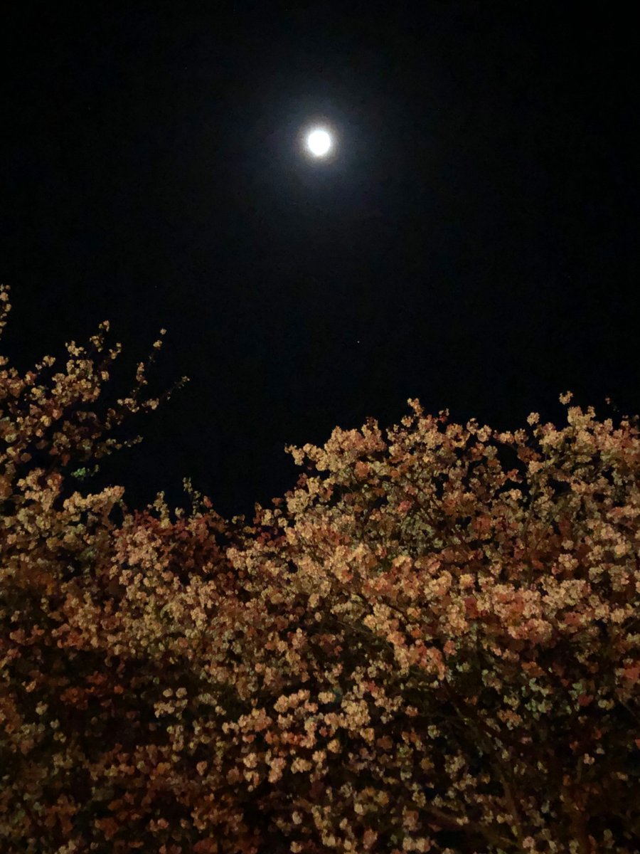 こんばんは😊
ふらふらと今宵は夜桜会🌸🌸🌸
月明かりがとても優しいです🌙