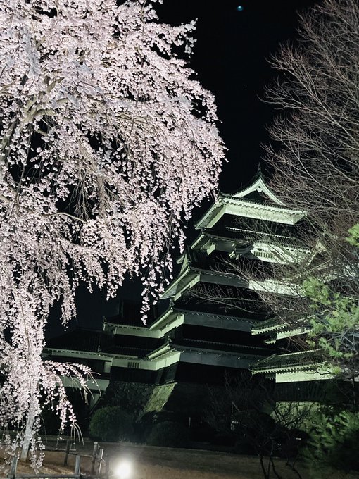 シン・ウルトラマンでラルゲユウスさんに盛大に瓦を吹っ飛ばされた城はこちら
桜ライトアップ中🌸で庭園無料解放してた
ありがてえ… 