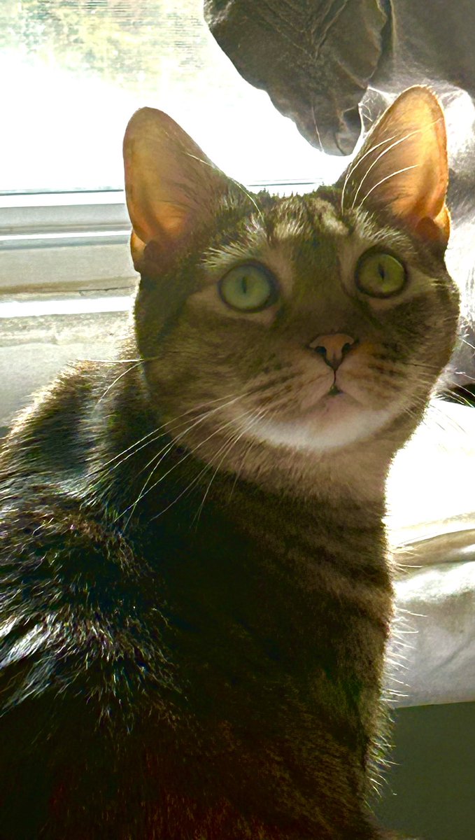 DivinaStavola's tweet photo. Someone’s jealous. She wishes she was that curvy… @PickliciousF is #SimbaCile inspiration! @JaneFallon @rickygervais #AdoptDontShop #FosteringSavesLives #FosterFail & proud of it ! https://t.co/nZxbYA1p4u