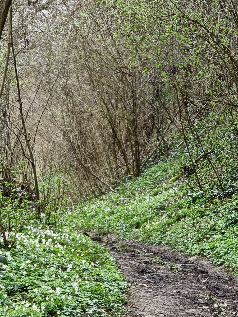 Het bos bloeit <a href="/magnifiekZL/">Magnifiek Zuid-Limburg</a> Heidebergweg Valkenburg