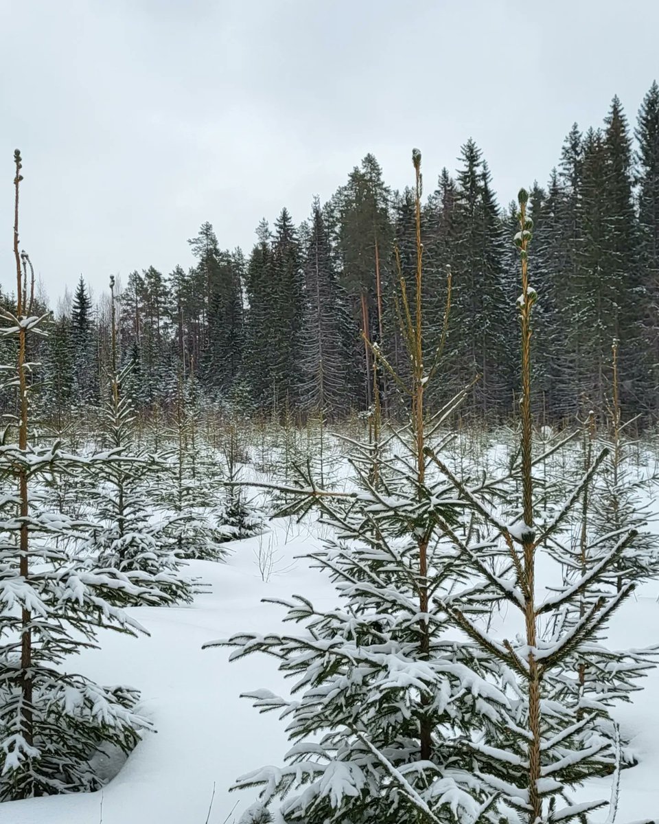 Kuinka ollakaan. Postin haussa meni melkein 2,5 tuntia, vaikka postilaatikko on vain 600 metrin päässä. #lumikenkäily #lähimetsä