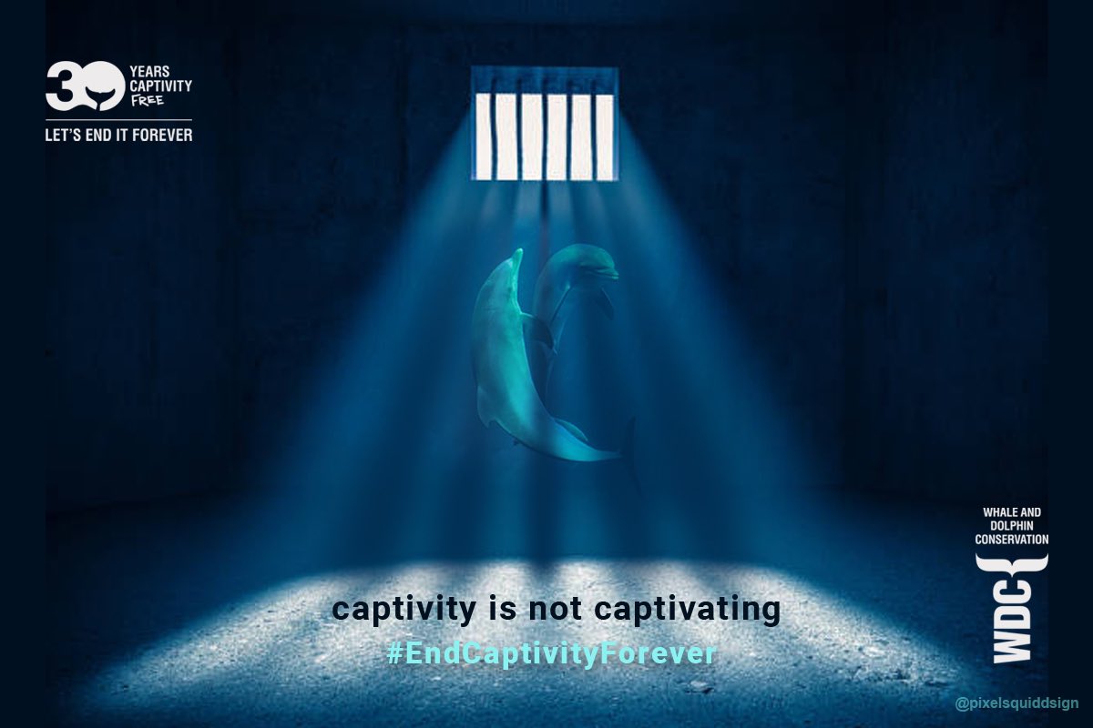 @whalesorg #EndCaptivityForever

@OneMinuteBriefs