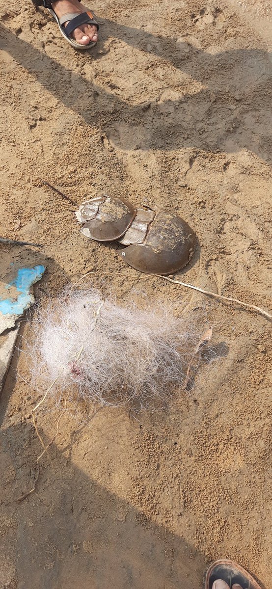 @crab_indian entangled Horse shoe crab rescued from ghost net Talsari , Odisha , Bay of Bengal #horseshoecrab