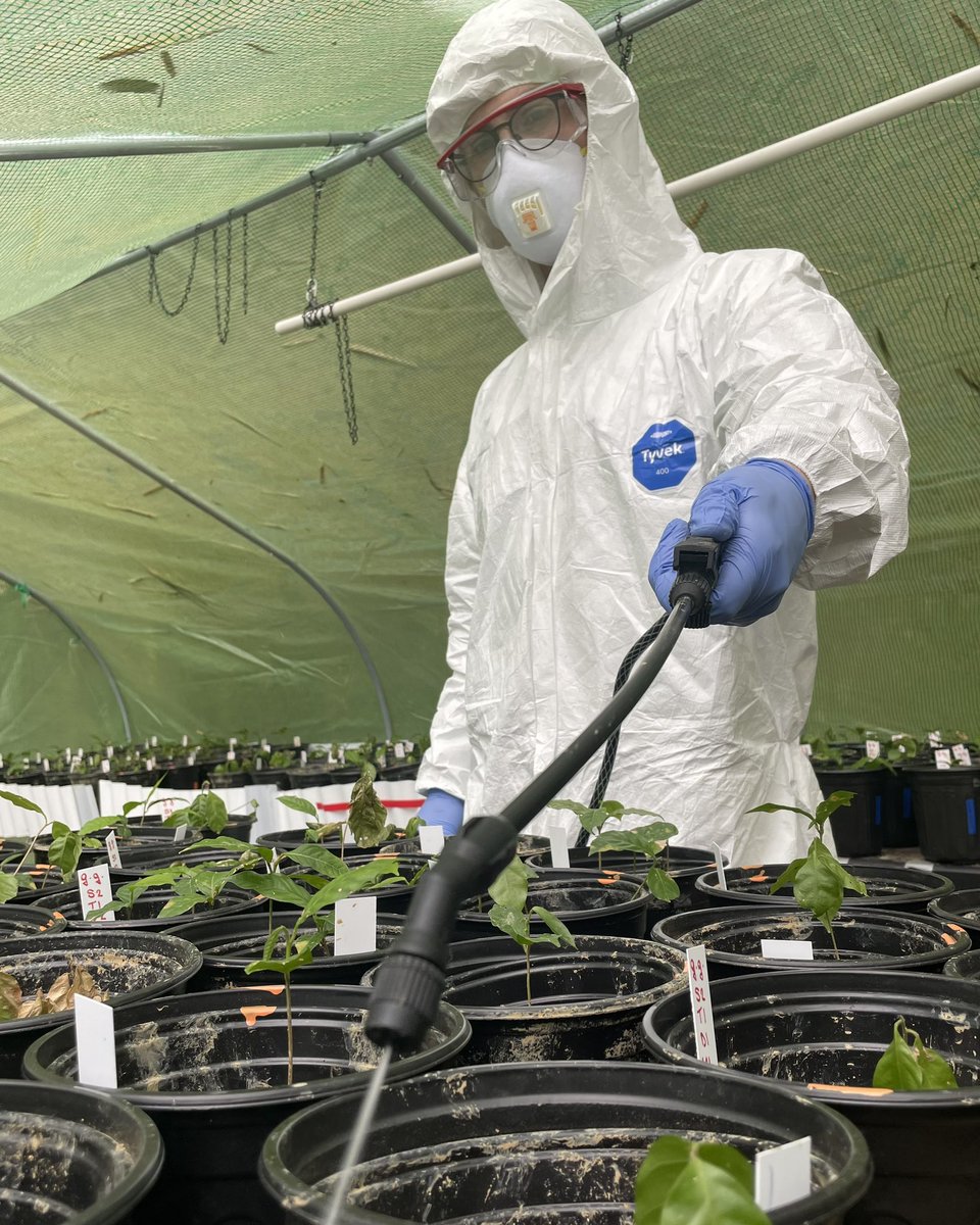 ForestWarming's tweet photo. We take our fungicide spraying quite seriously at TRACE 🧤

After administering the inoculate into the shadehouse experiment’s seedlings, it was time to start applying the treatments. https://t.co/Ao5r5roYNV