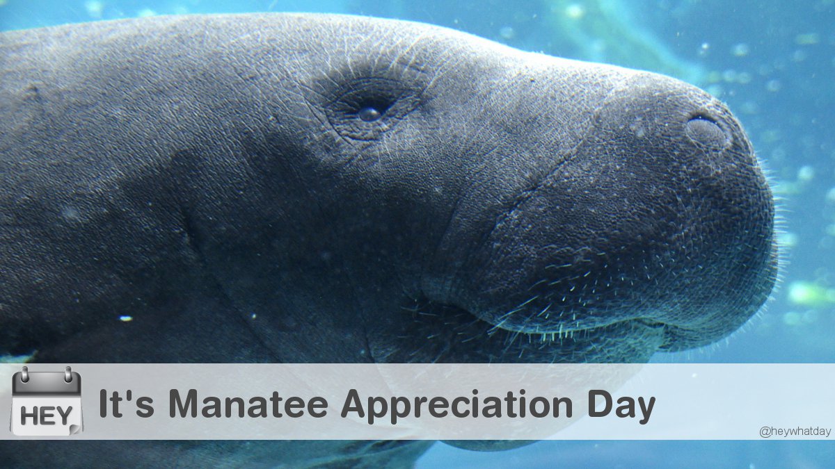 It's Manatee Appreciation Day! 
#ManateeAppreciationDay #ManateeDay #Florida
