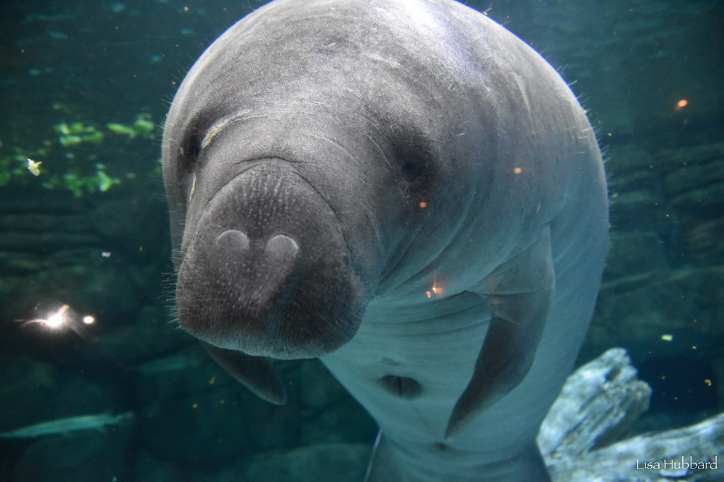 Happy Manatee Appreciation Day! Register to win an eco-friendly stay in the Manatee Capital of the World, Crystal River, Florida: manateeconservation.com/giveaway