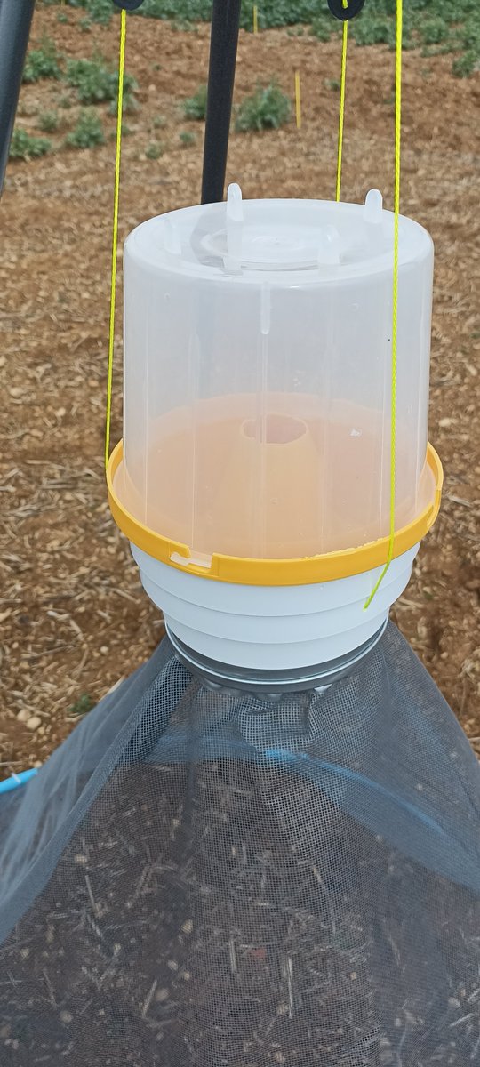 Aujourd'hui avec <a href="/COLINDa56726892/">COLIN David Terres Inovia</a> et Chloé, pose de tentes à émergence pour évaluer la population d'insectes 🪳🦟en fonction du précédent. Essai comparatif colza et radis/type/date de destruction. Malheureusement le gel du 15/12 à détruit tous les radis #ceuxquifontlesessais