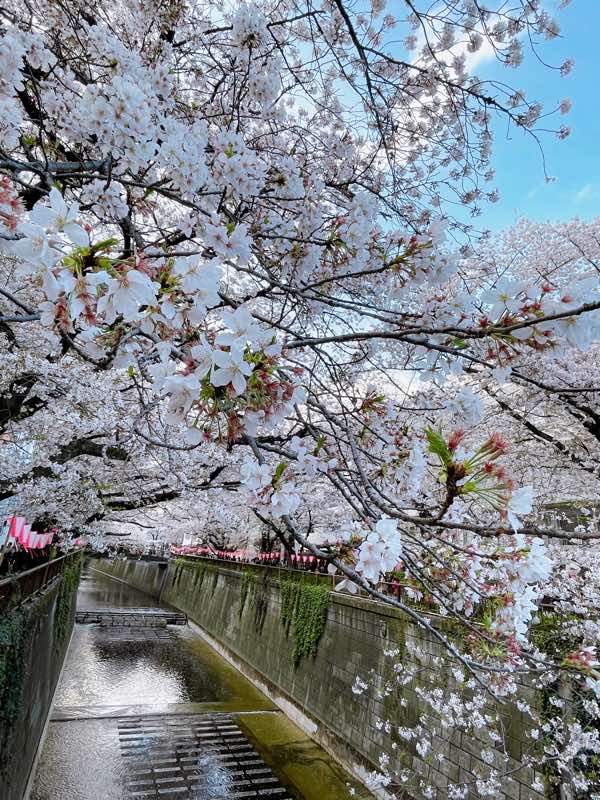 「美味いもん食ってお散歩して桜見て美味いもん食って来た!目黒川の桜きれいやったし屋」|５月🍏のイラスト