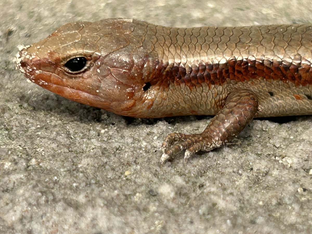 sovazyu's tweet image. かわい