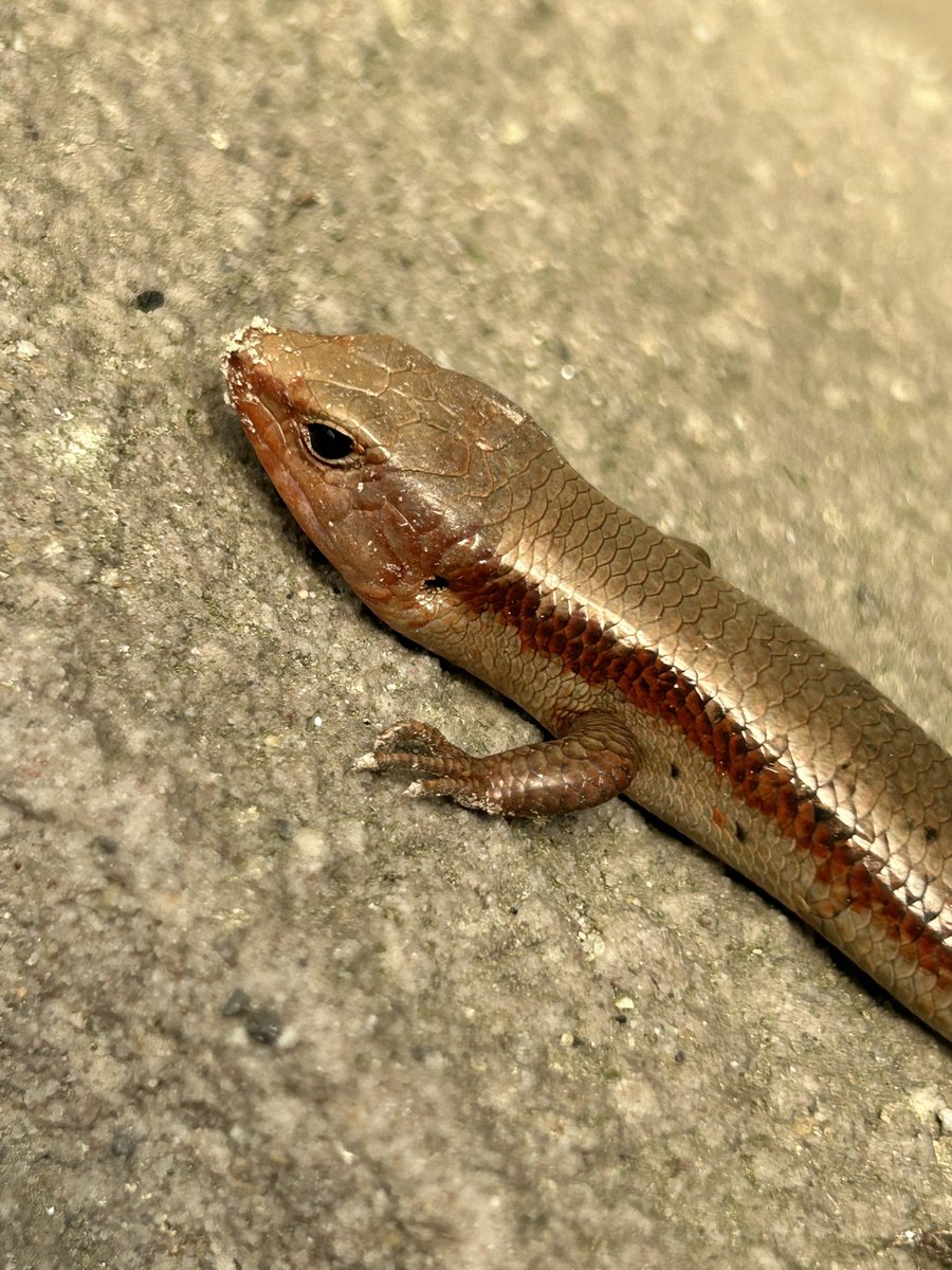 sovazyu's tweet image. かわい