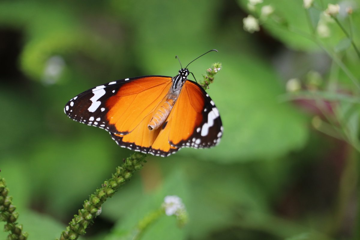 subhash____22's tweet photo. #butterfly #photograghy ❤️🦋 https://t.co/yp7iDaUmEc