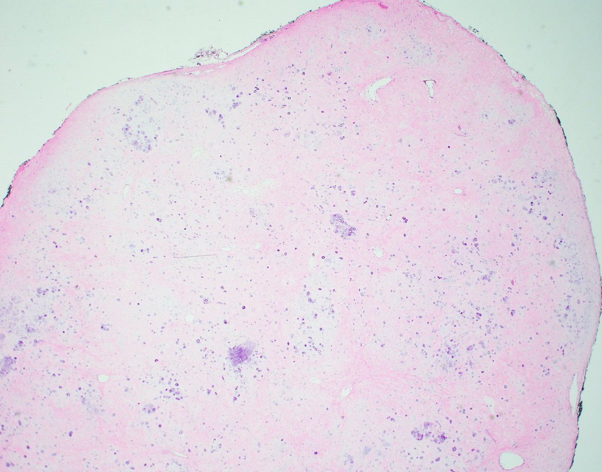 David Meredith tweet media