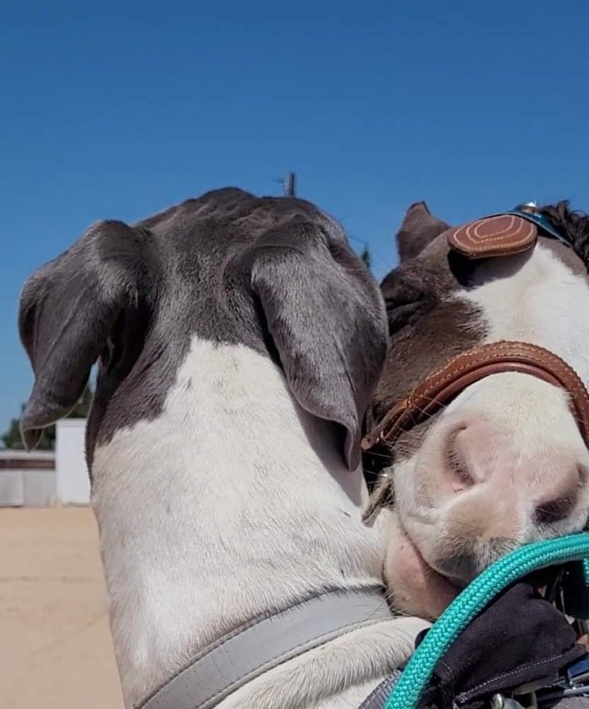 Skye_and_Fudge's tweet photo. Good morning hugs to you from Skye the Great Dane and Hot Fudge Sundae the Mini Horse β€οΈ
#greatdane #dogsoftwitter #DogsofTwittter #Minihorse #bestfriends #dogsdoingthings #dogs #Minihorses #bestfriendgoals #hugs #GoodMorningTwitterWorld #dogge #minipferd #bestefreunde https://t.co/n7NGTWog3w