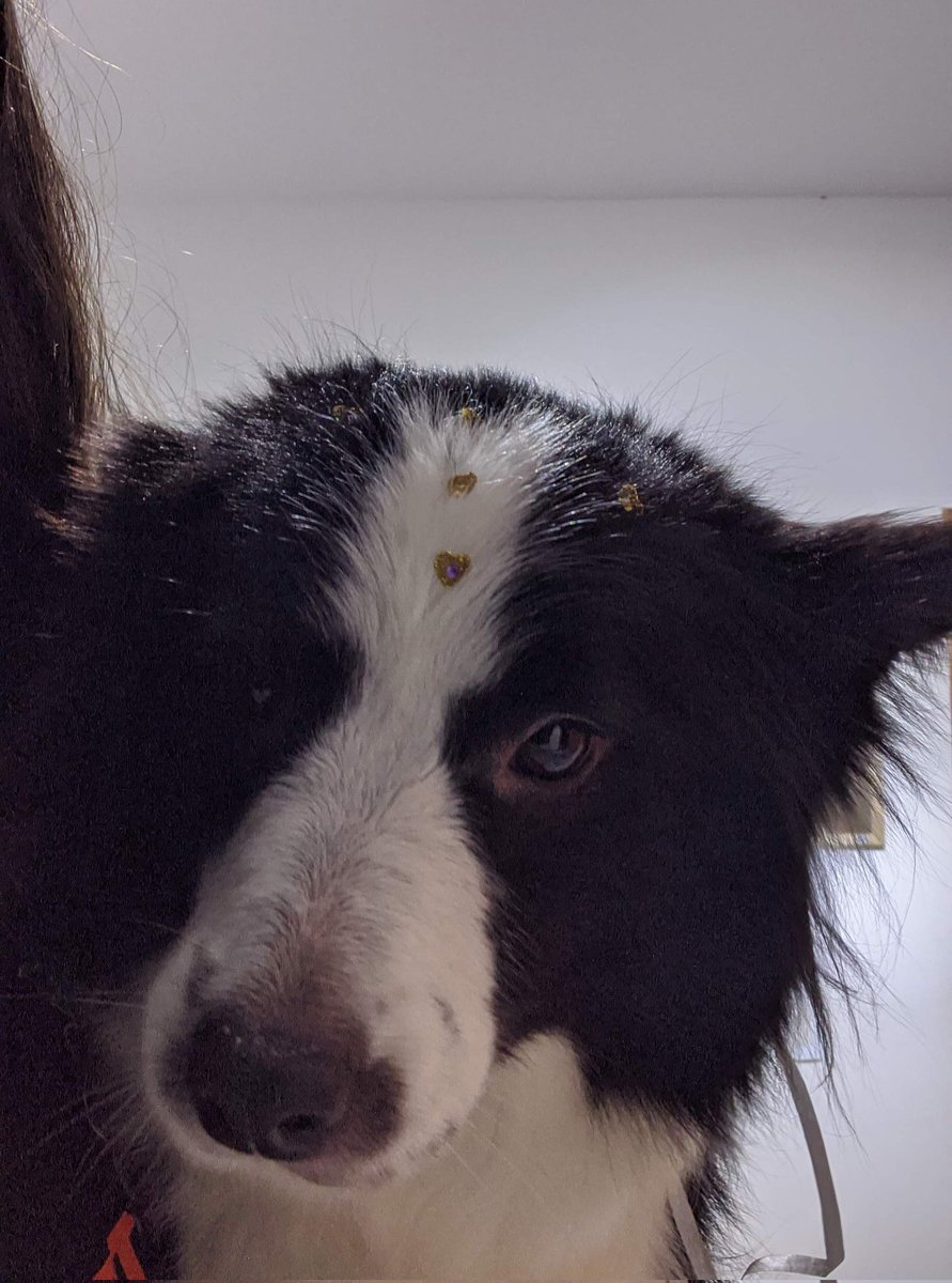 BalMastermind's tweet photo. CLASSIFIQUE O SEU PET

raça: Border Collie
nome: Athena
beleza: 10/10 
inteligência: 10/10 ela é mais inteligente que eu
raiva: 1/10 
já mordeu alguém: nunca
gosta de passear: Mais do que eu
apelido: T, Tena, Tetena, Teninha https://t.co/mEuX68u9MX