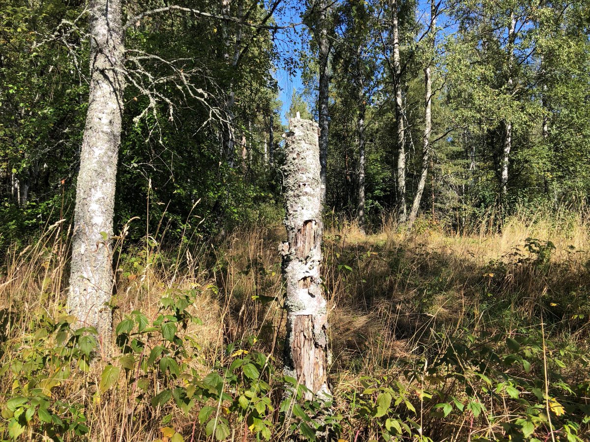 Salonkaupunki's tweet image. Meriniityn Nakolinnan alueella #SalonPölyttäjälinna -hankkeen työt ovat loppusuoralla. Talven aikana on poistettu yksittäisiä puita ja puuryhmiä sekä raivattu alikasvustoa. Hankkeen avulla parannetaan pölyttäjien olosuhteita. #SalonKaupunki #pölyttäjät
tiedotteet.salo.fi/polyttajalinna…