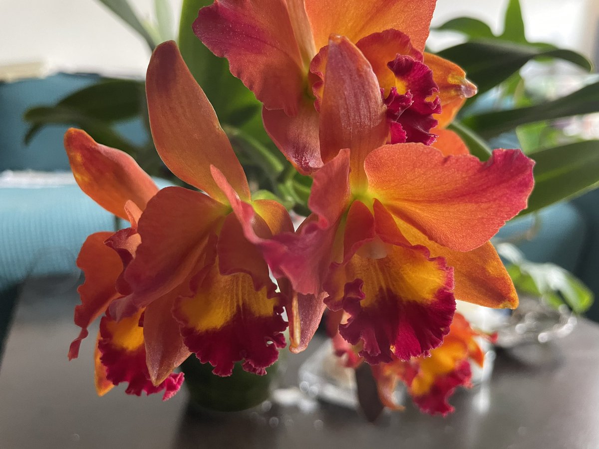 pisi_9's tweet photo. Today in bloom #orchid #orchids #cattleya #FLOWER #nowinbloom https://t.co/HzF8z2u6DP