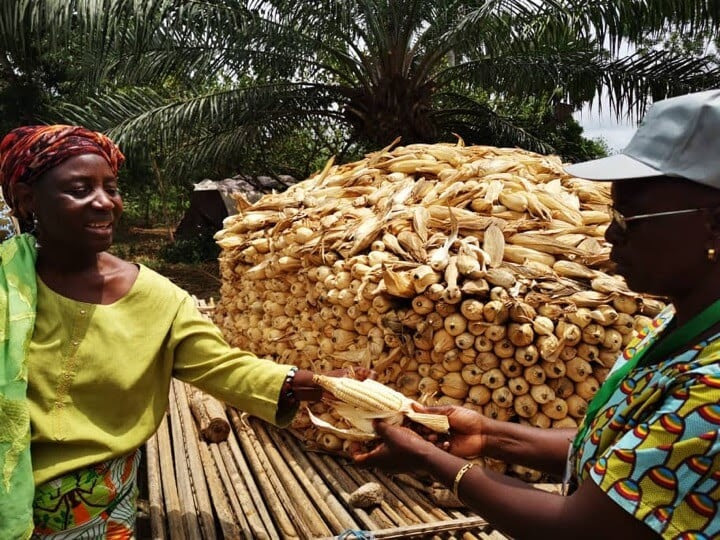 kamayoq's tweet photo. "#FoodSovereignty: People's #Rights in the Face of the Rise of #GMOs in Africa"
Reflections from 2 farmers from @zimsoff & @pelumzim about the West Africa Peasants’ #SeedFair, hosted by COASP (West African Committee for Farmers' Seeds)
#FMSS
via @_ACBIO
https://t.co/d4nCU0emHq https://t.co/6eaN1BBTz9
