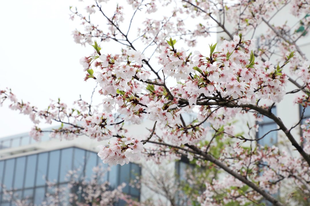 iXiaoshan's tweet photo. Some stunning natural scenes are on show in #Xiaoshan district, #Hangzhou, with white, pink, and green cherry blossoms in full bloom, creating a beautiful #spring landscape of #flowers and luring numerous visitors every day! 🌸📸#ExploreXiaoshan #SpringInXiaoshan https://t.co/NDWWzkKGej