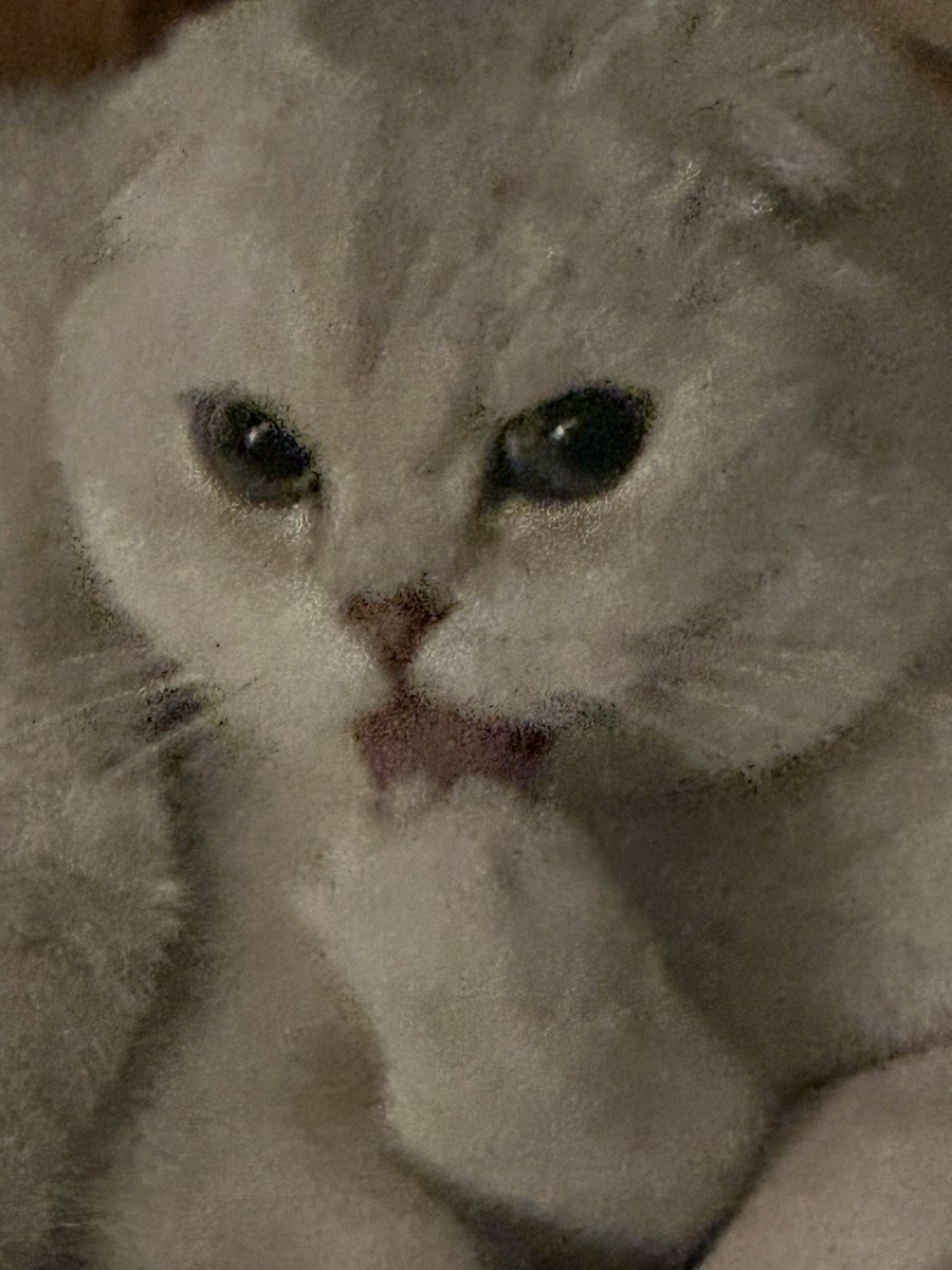Trcine1's tweet photo. 去年10月我有猫了 真的有被治愈 情绪稳定到了现在 这么久没更新 今天报下平安吧 当然我更新了也就意味我最近又开始情绪低落了 我的第二个精神支柱做了让我不能接受的事 我永远不会原谅 是的 我的猫是折耳我知道发病率 也知道它的生命很短暂 好像我把什么当成精神支柱 什么就会离开 好像没办法好好生活 https://t.co/eyyNLWna1Z
