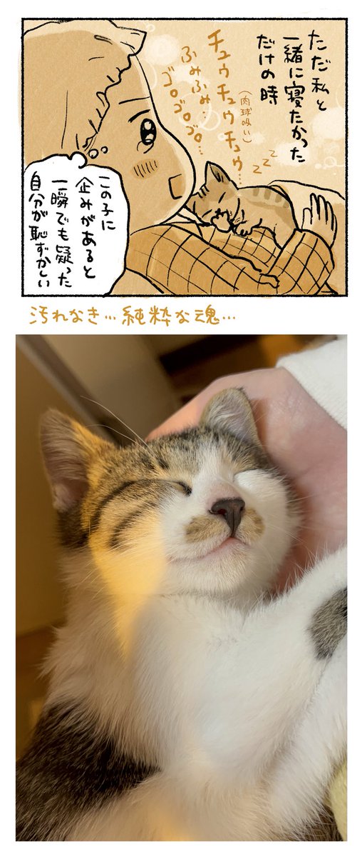 疑ったり先読みしたりする自分の心を浅ましく思うほど、猫の魂は清らかで美しい 