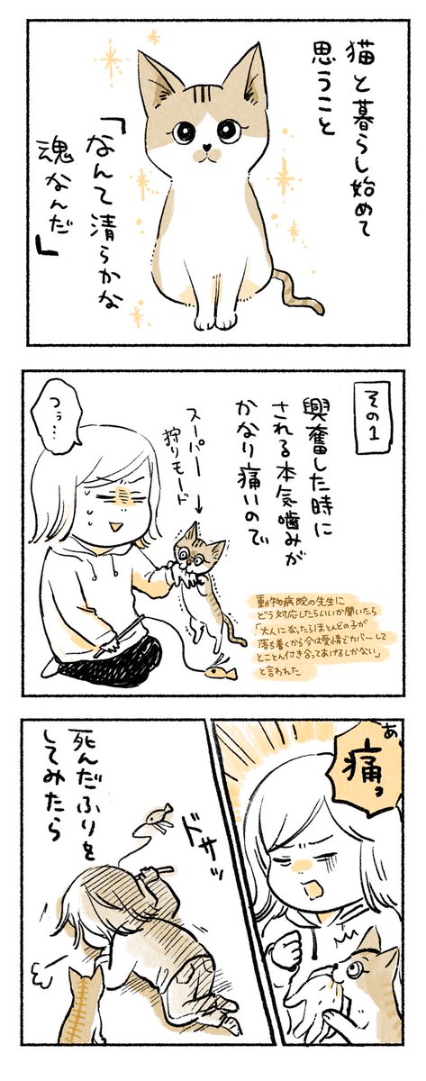 疑ったり先読みしたりする自分の心を浅ましく思うほど、猫の魂は清らかで美しい 