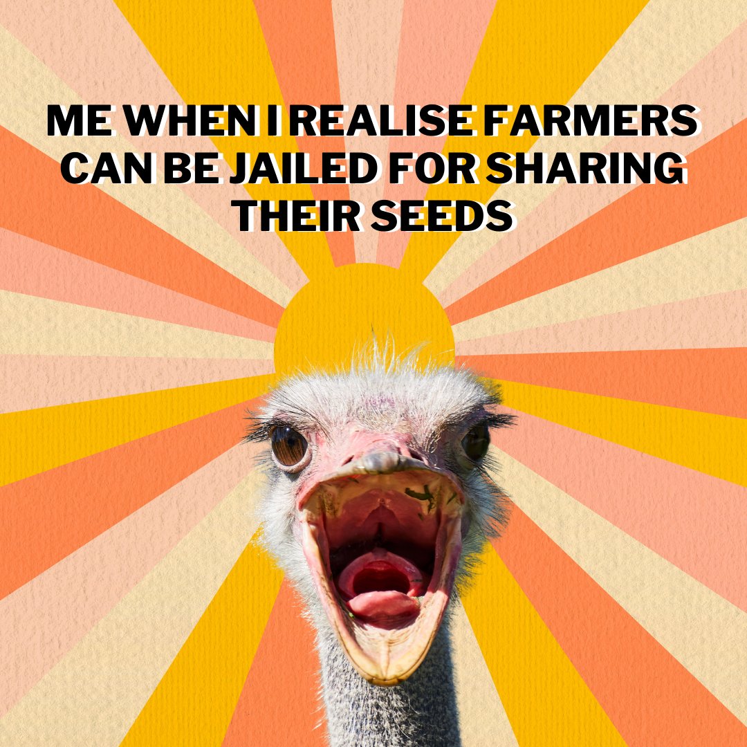 Greenpeaceafric's tweet photo. Big companies are profiting, flooding Kenya with seeds while Kenyan farmers who share their own seeds face: 

1. PRISON sentence of up to two years, or 😭 
2. FINE of up to 1,000,000 Kenyan Shillings (8,000 US$) 🤯 

Add your voice to overturn this law 👉 https://t.co/g09PjczCPO https://t.co/ZwsfyuOhSh
