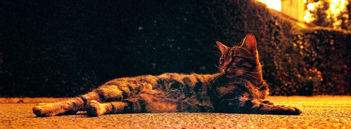 lomography's tweet photo. This super-saturated #RedscaleXR film will render all the toasty tones you can think of from ruby reds to opulent oranges, yummy yellows and gorgeous golds. 

Shop on #Lomography: https://t.co/TPjBfxvFvs 

Photos by Alex Doran, David Morgan, &amp; Iryna Mitrofanova. https://t.co/nUzuTmGcoB
